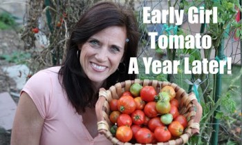 Early  Girl Tomato – One Year Later