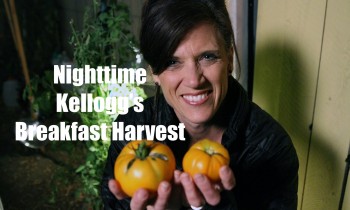 Night Time Hoop House Kellogg’s Breakfast Tomato Harvest