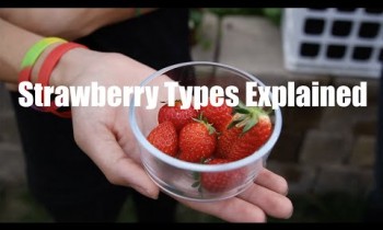 Strawberry Crate Tower Harvest and Strawberry Types Explained