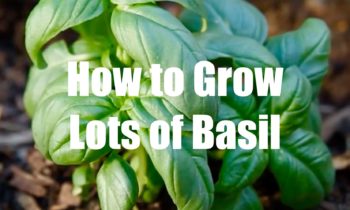 How To Grow Lots of Basil