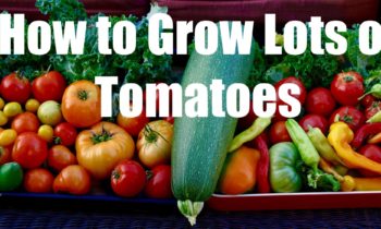 How to Grow Lots of Tomatoes and My Tomato Planting Hole Special Recipe