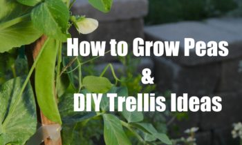 How To Plant and Grow Peas and Easy DIY Trellis ideas