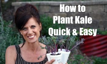 How to Plant Kale and Why to Plant it – Quick and Easy!