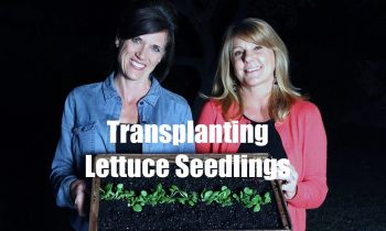 $10 Garden Series # 5 – How to Transplant Lettuce Seedlings into a Container