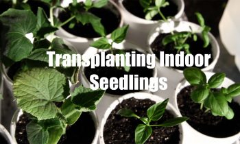 $10 Garden Series # 6- How to Transplant Seedlings When Starting Seeds Indoors