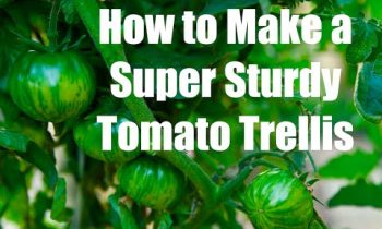 3 Inexpensive Tomato Supports & How to Make a Super Sturdy Tomato Trellis