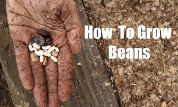 How To Grow Bush and Pole Beans