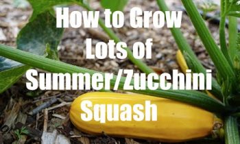 How To Grow LOTS of Summer/Zucchini Squash in 4K