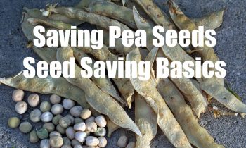 How to Save Pea Seeds  & Seed Saving Basics – in 4K