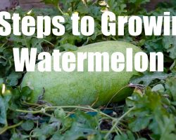 5 Steps to Growing Watermelon – in 4K