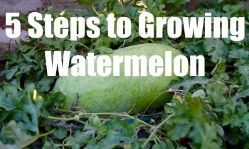 5 Steps to Growing Watermelon – in 4K