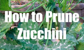 How To Prune a Zucchini Squash Plant  – in 4K