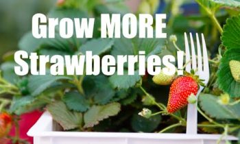 Strawberry Crate Tower Tips for MORE Strawberries!  In 4K