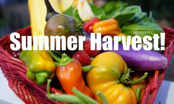 Organic Garden Summer Harvest -This is Why We Do It!