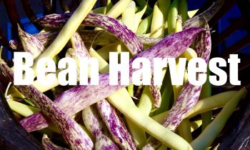 Bean Harvest – in 4 K