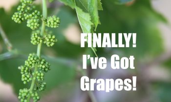 FINALLY – I’ve Got Grapes!