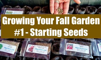 Growing Your Fall Garden #1 – Starting Cool Weather Vegetable Seeds in Peat Pellets