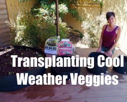 Growing Your Fall Garden #2 – Transplanting Cool Weather Vegetables in Containers