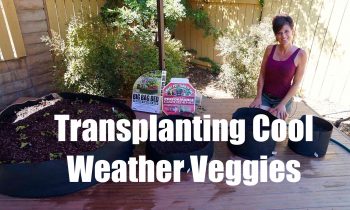 Growing Your Fall Garden #2 – Transplanting Cool Weather Vegetables in Containers