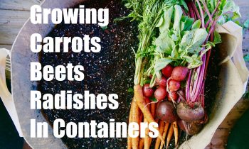 Growing Your Fall Garden # 3 – Growing Root Vegetables in Containers – Carrots, Radishes and Beets