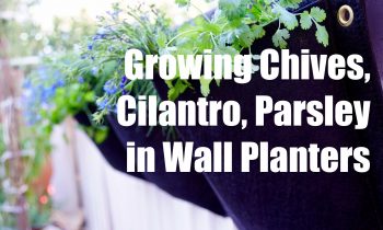 Growing Your Fall Garden #4 -Growing Herbs – Chives, Cilantro, Parsley – in a Wall Planter Container