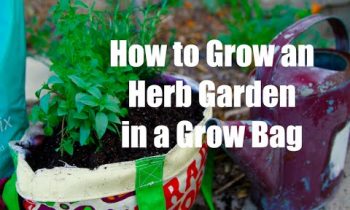 How to Grow an Herb Garden in a Grow Bag Container