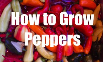 How To Grow Peppers in 4K