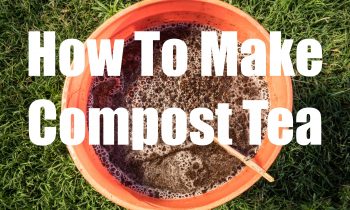 How to Make Compost Tea – Quick, Easy and FREE! – in 4K