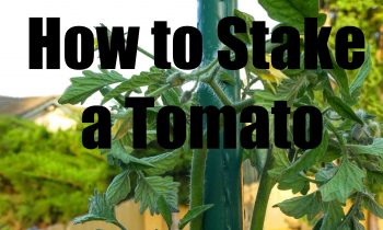 How to Stake and Prune a Tomato Plant- In 4K