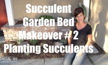 Succulent Garden Bed Makeover #2 – Planting Succulents in the Front Yard