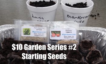 The $10 Garden Series #2- How to Start Seeds Indoors