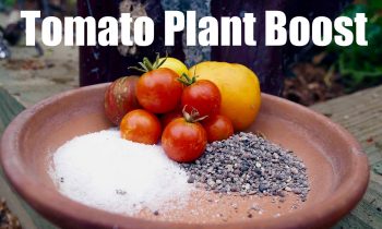 Tomato Fertilizing Tips – Organic End of Season  Boost – Easy & Cheap