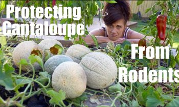 2 Easy Ways To Protect Cantaloupe & Melons from Rodents // CaliKim Cam