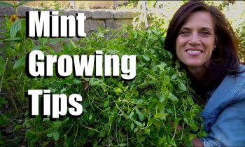 Growing Mint-  3 Three Easy Tips