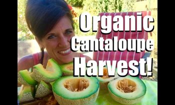 Organic Garden Cantaloupe Harvest  – This is Why We Do It!