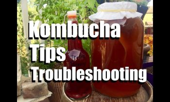 Making Kombucha Tea  – Tips and Troubleshooting