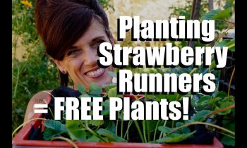 Planting Strawberry Runners in Strawberry Crate Towers – Endless Supply of FREE Plants!