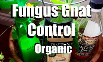 How to Control Fungus Gnats Organically // Growing Your Indoor Garden #8