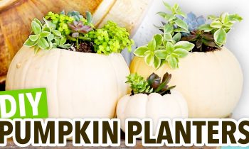 DIY Pumpkin Succulent Planters – HGTV Handmade