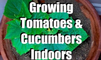 Growing Tomatoes and Cucumbers Indoors with Simple Grow Lights //  Growing Your Indoor Garden #6