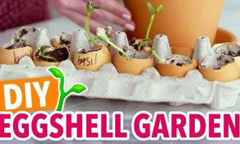 How To Start Seeds in Egg Shells – HGTV Handmade