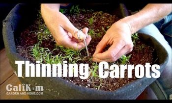 Carrot Growing TIp: Thinning Container Seedlings for Better Harvest //Growing Your Fall Garden EXTRA