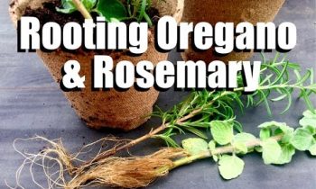 How to Have an Endless Supply of Oregano and Rosemary – Easy Propagating Tips