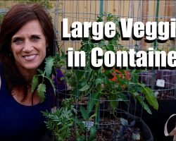 Growing Large Vegetables in Containers – Tips for Success