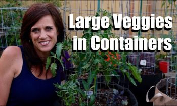 Growing Large Vegetables in Containers – Tips for Success