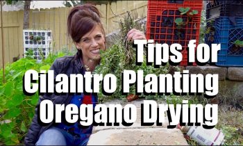 Cilantro Planting and Oregano Drying Tips  #1 // CaliKim Cam