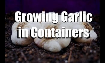 Growing Garlic in Containers – 5 Easy Steps // Growing Your Fall Garden #8