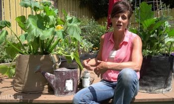 Growing Zucchini in Containers, Blossom End Rot, Powdery Mildew // Large Veggies in Containers #3