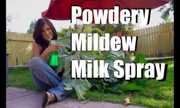 Powdery Mildew Treatment with Milk Spray