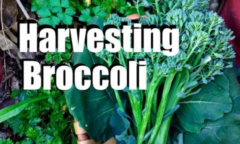 Harvesting Broccoli – When, How and TIps for Broccoli Flowers & Leaves